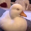 mr duckworth