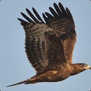 Maltese_Falcon