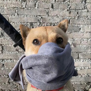 想想博弟会怎么做