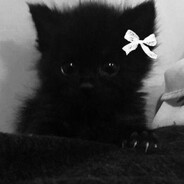 🐾Murmyash🐾