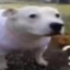 docc