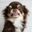 Mad_Chihuahua