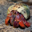 TURBOPEEK|Hermit Crab