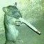 SmokingRodent