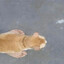 asd