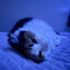 hafi