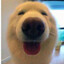 TheDog