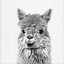 Night Llama