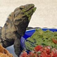 Guac Anole