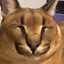Floopy Flop
