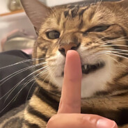 一只迷人的小男孩