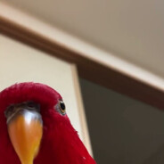 Vaskoo0