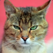 Лоликон Конекович