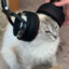 Feels Bad Cat