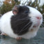 Guinea Piggy