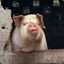 叶玄羽