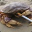 Cig Crab