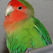 Raphael