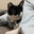 Cats are cute