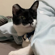 Cats are cute
