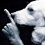 perro silencio