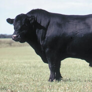 dm424
