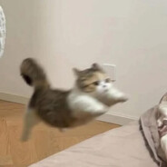 oopth