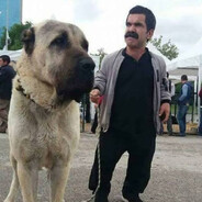 أفضل لاعب ديزل في