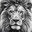 Lion UUhite