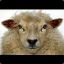 Weird_Sheep