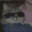 working-cat