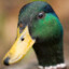 ManSizedDuck