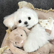 焦糖奶茶不加冰