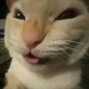 miauw