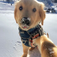 桃天蛮荒宇宙大帝