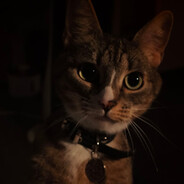 Домашний котенок