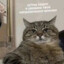 котик