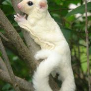 Opossum's avatar