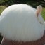 Fluffy_Bunny