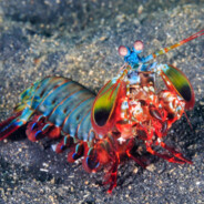 Mantis_Shrimp
