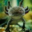 Axolotl36