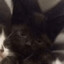 MEOW.