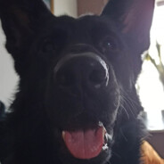 Pieseł Pablo