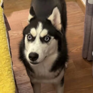 阿尼亚害怕间谍