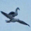 Seagull Riding a Seagull
