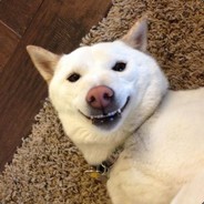 Avatar sobakin TRADEIT.GG