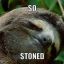 Moldy Sloths