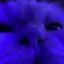 vghouse