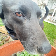 Snuki