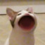 mic